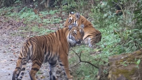 Sub-Adult Tiger Siblings at Thandi Sadak in Dhikala, Corbett Tiger Reserve; Photo by M. Karthikeyan