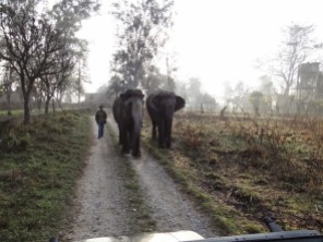 Pawan Pari, a kumki (captive elephant), returning with another to Dhikala FRH. Seen here is Monu alias Sarfraz, Pawan Pari's Mahut. March 2014; Photo by M. Karthikeyan