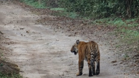 Tiger Siblings, Dhikala 2014; Photo by M. Karthikeyan