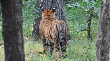 Tiger Spotted Sambar Deer. Ranthambore National Park, India; Photo by M. Karthikeyan