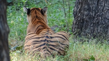 Crouching Tiger. Ranthambore National Park, India; Photo by M. Karthikeyan