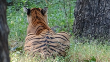 Crouching Tiger. Ranthambore National Park, India; Photo by M. Karthikeyan