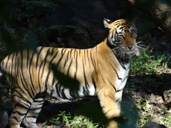 Tigress marking territory at Ranthambore National Park; Photo by M. Karthikeyan
