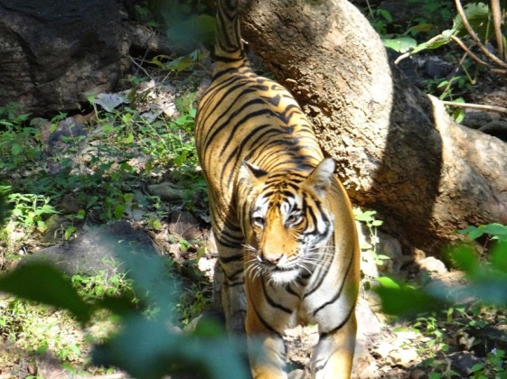 Zone 7 Tigress Ranthambore; Photo by M. Karthikeyan