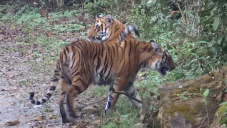Corbett Tiger Siblings, Dhikala March 2014; Photo by M. Karthikeyan