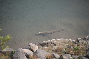 Crocodile in Ramganga River, Jim Corbett National Park; Photo by M. Karthikeyan