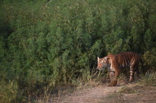 Tigress Walking Through Cannabis Field at Jim Corbett National Park, India; Photo by M. Karthikeyan