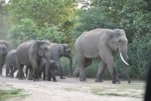 Walking With the Giants! Elephant herd at Thandi Sadak, Dhikala in Jim Corbett National Park; Photo by Pooja Parvati