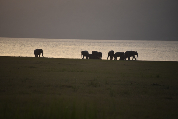 Wild Elephants Herd at Ramganga River, Jim Corbett National Park; Photo by Pooja Parvati
