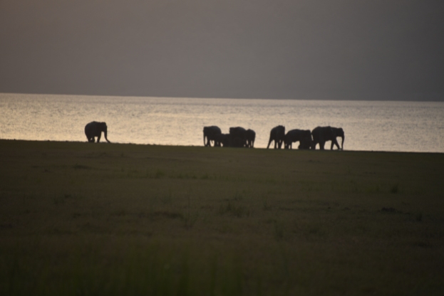 Wild Elephants Herd at Ramganga River, Jim Corbett National Park; Photo by Pooja Parvati