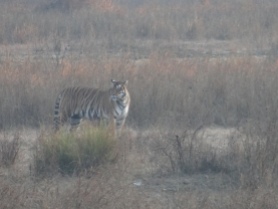 Mukki Range Tigress, Kanha National Park; Photo by M. Karthikeyan
