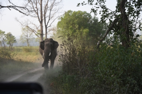 Charging Tusker; Photo by Pooja Parvati
